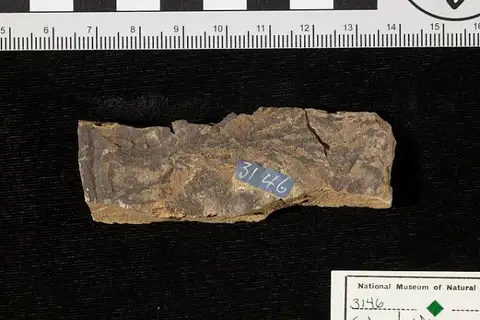 Dokumentasi USNM P3146 dengan identifikasi pada sumber Sphenolepidium virginicum. Isi dan label gambar dipertahankan.