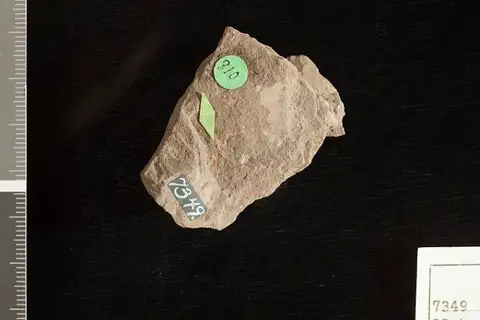 Dokumentasi USNM P7349 dengan identifikasi pada sumber Sphenopteris plurinervia. Isi dan label gambar dipertahankan.