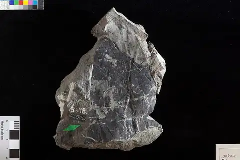 Dokumentasi USNM P30922 dengan identifikasi pada sumber Sphenozamites rogersianus. Isi dan label gambar dipertahankan.