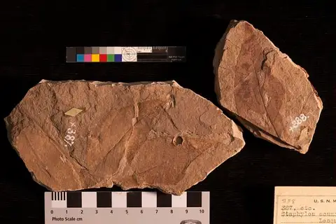 Dokumentasi USNM P387 dengan identifikasi pada sumber Staphylea acuminata. Isi dan label gambar dipertahankan.
