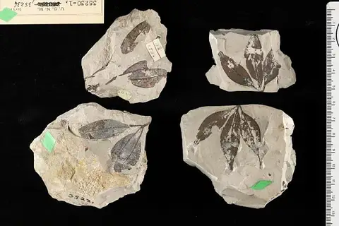 Dokumentasi USNM P35231 dengan identifikasi pada sumber Staphylea fremonti. Isi dan label gambar dipertahankan.