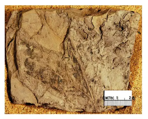 Dokumentasi YPM PB 027538.A dengan identifikasi pada sumber Sterculia cliffwoodensis. Isi dan label gambar dipertahankan.