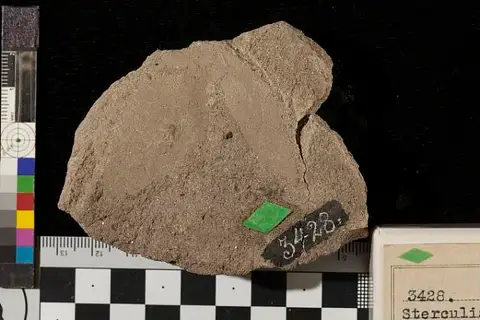 Dokumentasi USNM P3428A dengan identifikasi pada sumber Sterculia elegans. Isi dan label gambar dipertahankan.