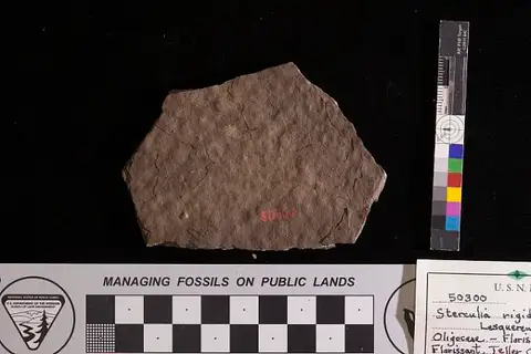 Dokumentasi USNM P50300 dengan identifikasi pada sumber Sterculia rigida. Isi dan label gambar dipertahankan.