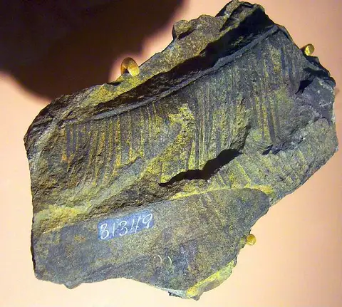 Dokumentasi USNM P31349 dengan identifikasi pada sumber Taeniopteris orovillensis. Isi dan label gambar dipertahankan.