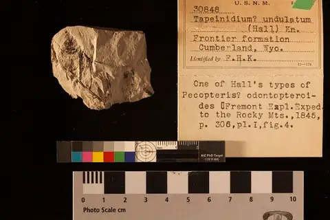 Dokumentasi USNM P30848 dengan identifikasi pada sumber Tapeinidium undulatum. Isi dan label gambar dipertahankan.