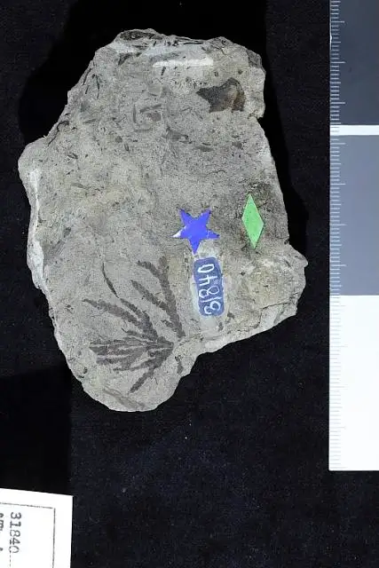 Dokumentasi USNM P31840 dengan identifikasi pada sumber Thuja cretacea. Isi dan label gambar dipertahankan.