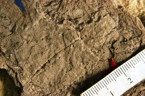 Dokumentasi YPM PB 023893 dengan identifikasi pada sumber Ulmus betuloides. Isi dan label gambar dipertahankan.