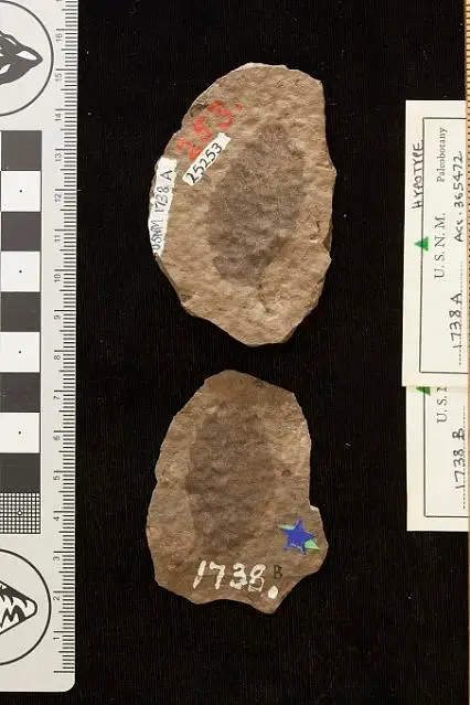 Dokumentasi USNM P1738 dengan identifikasi pada sumber Ulmus braunii. Isi dan label gambar dipertahankan.