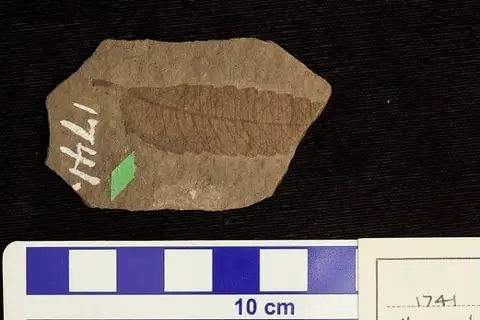 Dokumentasi USNM P1741 dengan identifikasi pada sumber Ulmus brownellii. Isi dan label gambar dipertahankan.
