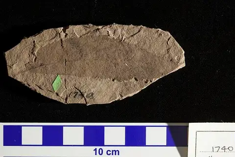 Dokumentasi USNM P1740 dengan identifikasi pada sumber Ulmus hilliae. Isi dan label gambar dipertahankan.