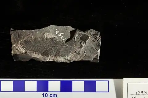 Dokumentasi USNM P1393 dengan identifikasi pada sumber Ulmus sorbifolia. Isi dan label gambar dipertahankan.