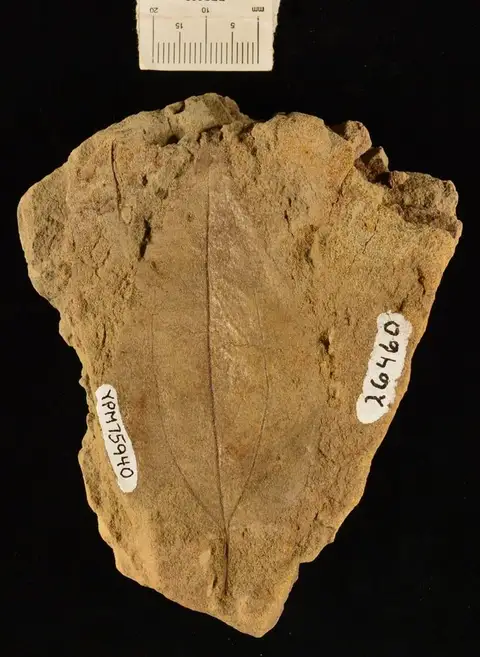 Dokumentasi YPM PB 075940 dengan identifikasi pada sumber Ulmus wardii. Isi dan label gambar dipertahankan.