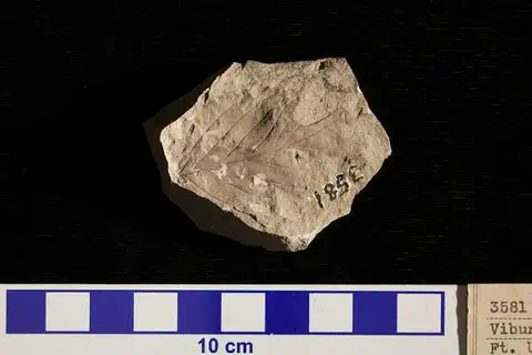 Dokumentasi USNM P3581 dengan identifikasi pada sumber Viburnum asperum. Isi dan label gambar dipertahankan.