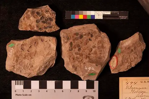 Dokumentasi USNM P494 dengan identifikasi pada sumber Viburnum goldianum. Isi dan label gambar dipertahankan.