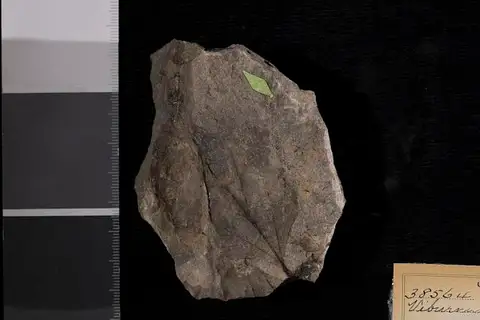 Dokumentasi USNM P38564 dengan identifikasi pada sumber Viburnum montanum. Isi dan label gambar dipertahankan.