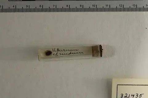 Dokumentasi USNM PAL321435 dengan identifikasi pada sumber Viburnum nudum. Isi dan label gambar dipertahankan.
