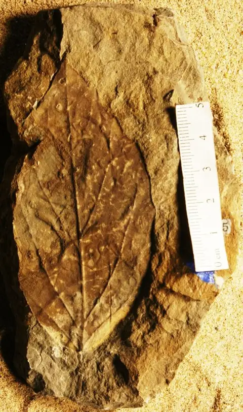 Dokumentasi YPM PB 023848 dengan identifikasi pada sumber Viburnum paucidentatum. Isi dan label gambar dipertahankan.