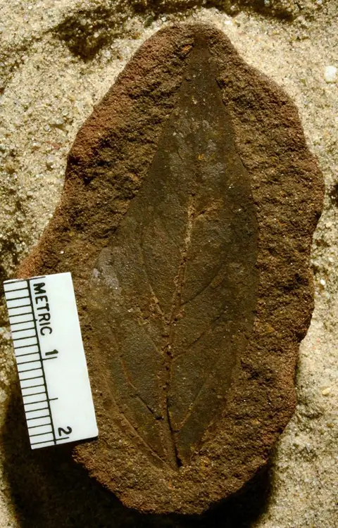 Dokumentasi YPM PB 056840 dengan identifikasi pada sumber Viburnum sphenophyllum. Isi dan label gambar dipertahankan.