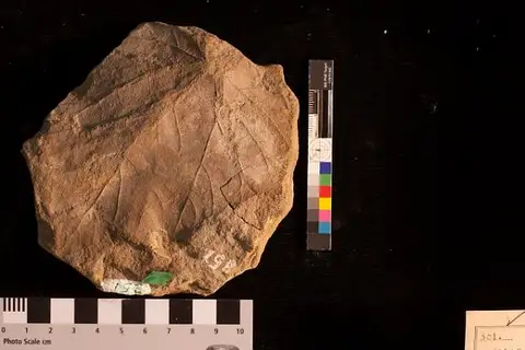 Dokumentasi USNM P351 dengan identifikasi pada sumber Vitis olriki. Isi dan label gambar dipertahankan.