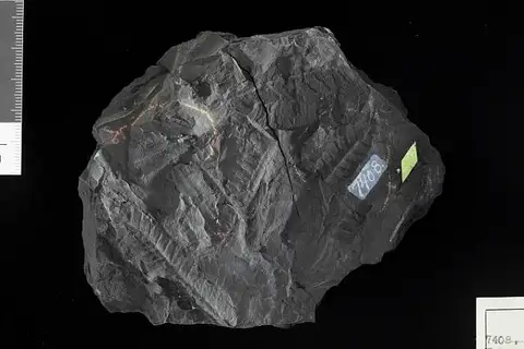Dokumentasi USNM P7408 dengan identifikasi pada sumber Weichselia reticulata. Isi dan label gambar dipertahankan.