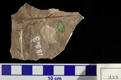 Dokumentasi USNM P1823 dengan identifikasi pada sumber Weinmannia haydenii. Isi dan label gambar dipertahankan.