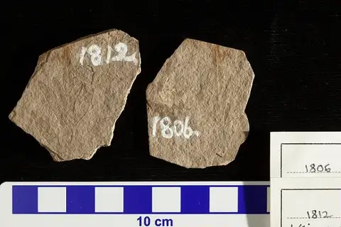 Dokumentasi USNM P1812 dengan identifikasi pada sumber Weinmannia integrifolia. Isi dan label gambar dipertahankan.