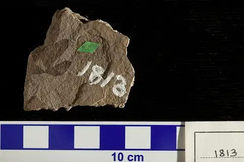 Dokumentasi USNM P1813 dengan identifikasi pada sumber Weinmannia obtusifolia. Isi dan label gambar dipertahankan.