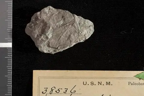 Dokumentasi USNM P38536 dengan identifikasi pada sumber Woodwardia crenata. Isi dan label gambar dipertahankan.