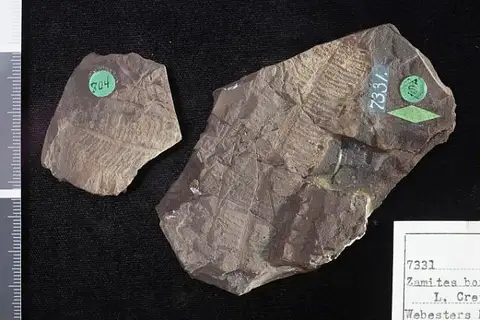 Dokumentasi USNM P7331 dengan identifikasi pada sumber Zamites borealis. Isi dan label gambar dipertahankan.