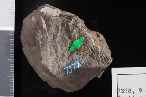 Dokumentasi USNM P7379 dengan identifikasi pada sumber Zamites brevipennis. Isi dan label gambar dipertahankan.