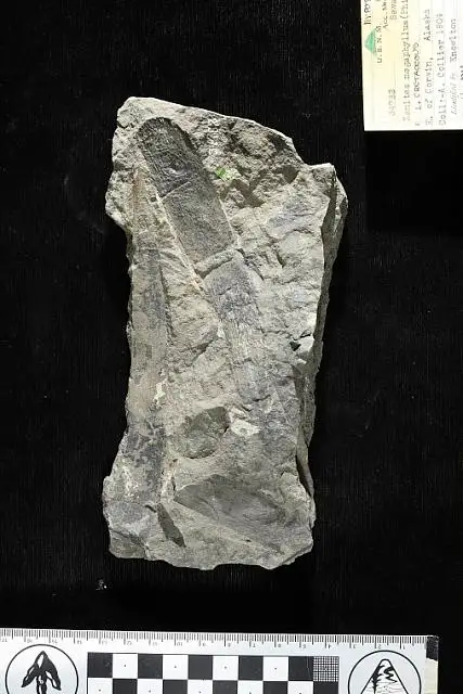 Dokumentasi USNM P34782 dengan identifikasi pada sumber Zamites megaphyllus. Isi dan label gambar dipertahankan.