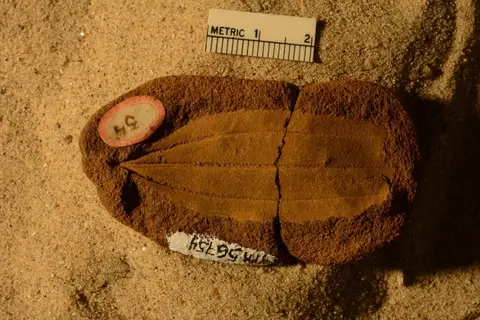 Dokumentasi YPM PB 056754 dengan identifikasi pada sumber Zizyphus dakotensis. Isi dan label gambar dipertahankan.