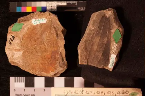 Dokumentasi USNM P425 dengan identifikasi pada sumber Zizyphus fibrillosus. Isi dan label gambar dipertahankan.