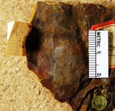 Dokumentasi YPM PB 020589 dengan identifikasi pada sumber Zizyphus groenlandicus. Isi dan label gambar dipertahankan.
