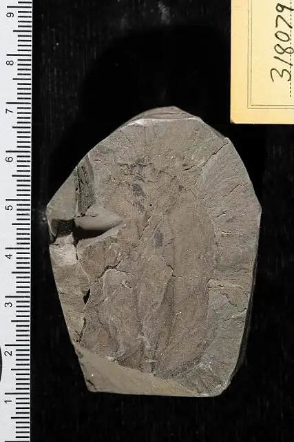 Dokumentasi USNM PAL318079 dengan identifikasi pada sumber Zizyphus lamarensis. Isi dan label gambar dipertahankan.