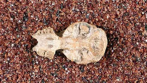 Dokumentasi USNM V12412 dengan identifikasi pada sumber Corynorhinus alleganiensis. Isi dan label gambar dipertahankan.