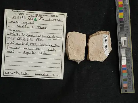 Dokumentasi USNM PAL396196 dengan identifikasi pada sumber Acer browni. Isi dan label gambar dipertahankan.
