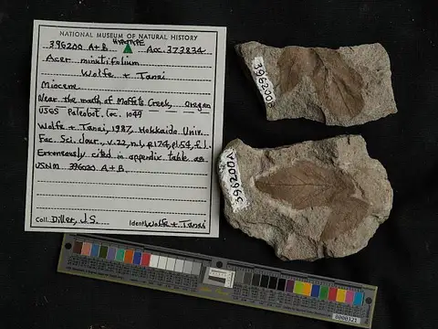 Dokumentasi USNM PAL396200 dengan identifikasi pada sumber Acer minutifolium. Isi dan label gambar dipertahankan.