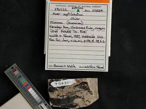 Dokumentasi USNM PAL396222 dengan identifikasi pada sumber Acer septilobatum. Isi dan label gambar dipertahankan.