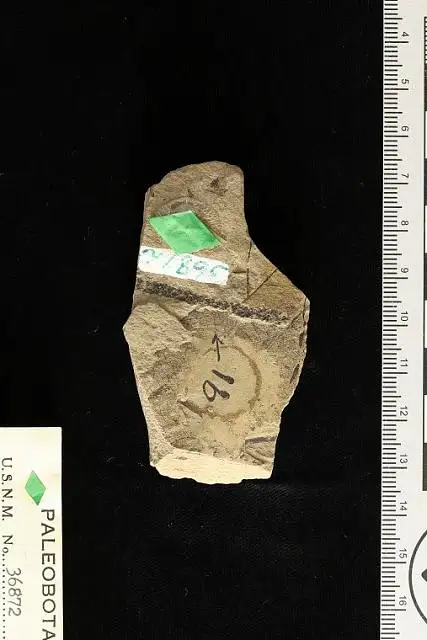 Dokumentasi USNM P36872 dengan identifikasi pada sumber Lycopodium hesperium. Isi dan label gambar dipertahankan.