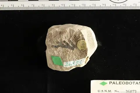Dokumentasi USNM P36873 dengan identifikasi pada sumber Libocedrus praedecurrens. Isi dan label gambar dipertahankan.
