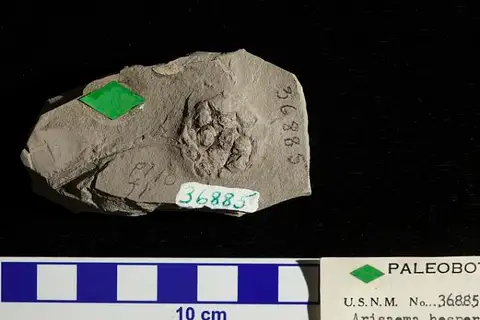 Dokumentasi USNM P36885 dengan identifikasi pada sumber Arisaema hesperia. Isi dan label gambar dipertahankan.
