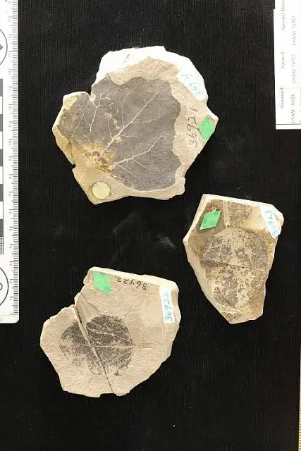 Dokumentasi USNM P36923 dengan identifikasi pada sumber Populus heteromorpha. Isi dan label gambar dipertahankan.