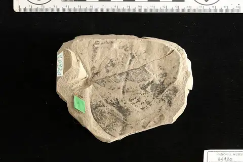 Dokumentasi USNM P36920 dengan identifikasi pada sumber Populus fairii. Isi dan label gambar dipertahankan.