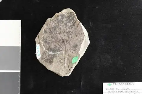Dokumentasi USNM P36919 dengan identifikasi pada sumber Populus washingtonensis. Isi dan label gambar dipertahankan.