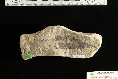Dokumentasi USNM P36901 dengan identifikasi pada sumber Salix remotidens. Isi dan label gambar dipertahankan.