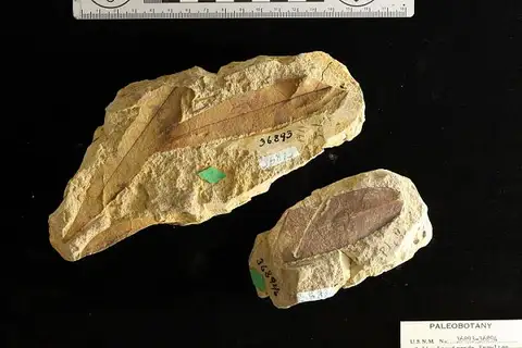 Dokumentasi USNM P36894 dengan identifikasi pada sumber Salix inquirenda. Isi dan label gambar dipertahankan.