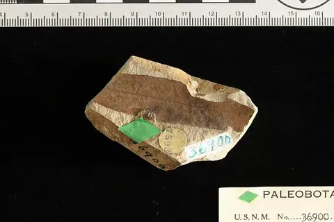 Dokumentasi USNM P36900 dengan identifikasi pada sumber Salix bryani. Isi dan label gambar dipertahankan.