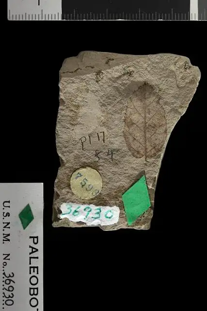 Dokumentasi USNM P36930 dengan identifikasi pada sumber Betula fairii. Isi dan label gambar dipertahankan.